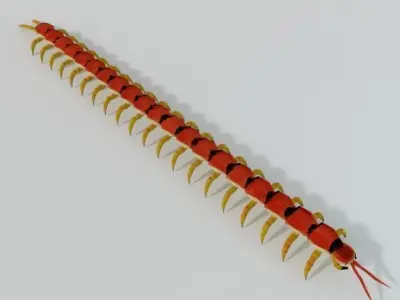 Scolopendra crab Low-poly 3D model