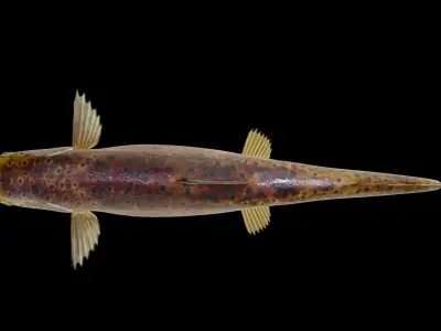 Brown Trout Low-poly 3D model