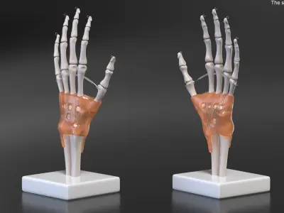 Anatomical Wrist Joint Model with Flexor Retinaculum 3D model