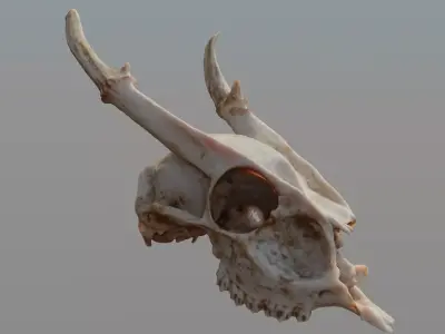 Muntjac Deer Skull 3D model
