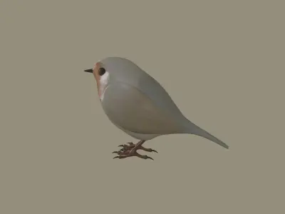 European Robin Bird 3D model