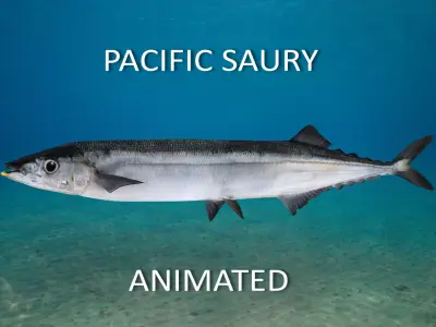 Pacific Saury Animated 3D model