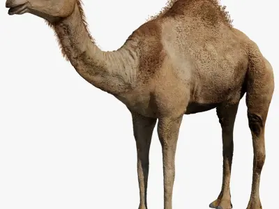 Camel Rigged No fur 3D 3D model