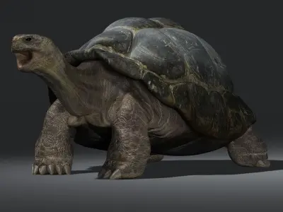 Tortoise (RIGGED) 3D model