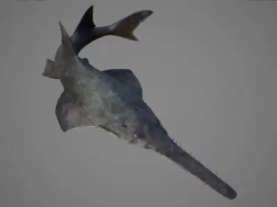 Sawfish shark with long tail Low-poly 3D model
