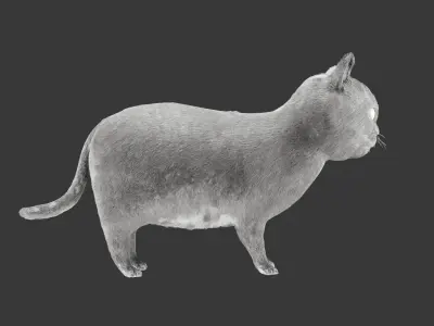 Cat 3D Model Rigged and Animated British Shorthair Low-poly 3D model