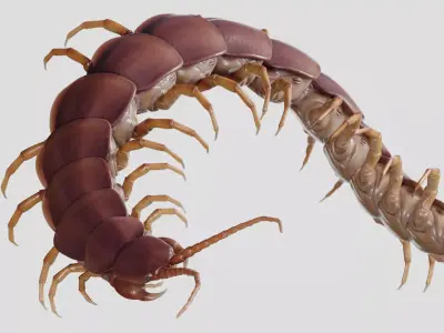 Scolopendra gigantea rigged and animated for Cinema 4d Low-poly 3D model