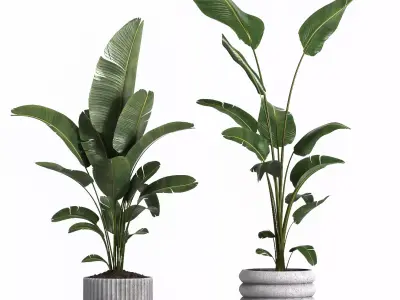 indoor plant 040 3D model