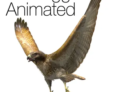 Red Tailed Hawk - rigged - animated 3D model