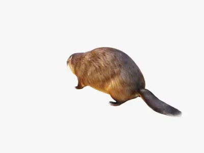 Beaver Free 3D model