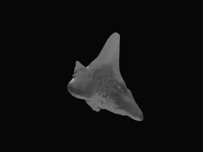 Fossil shark tooth Low-poly 3D model