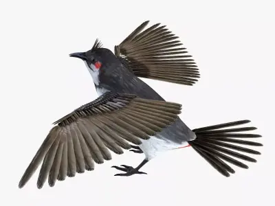 Bulbul bird rigged 3d model Low-poly 3D model