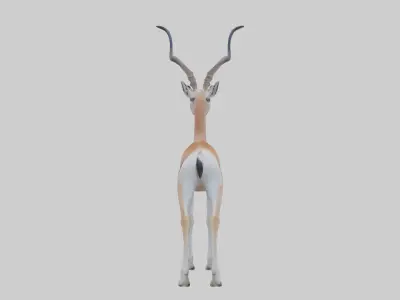 Soemmerrings gazelle Low-poly 3D model