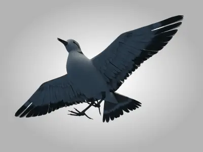 Sandpiper Ruddy Turnstone Bird Low-poly 3D model