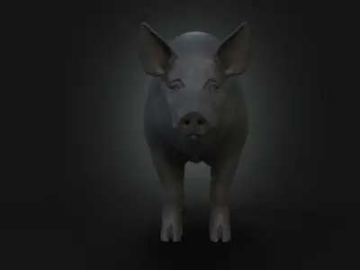 DomesticPig Male Free 3D model