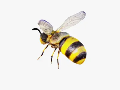 Bee Animal Free 3D model