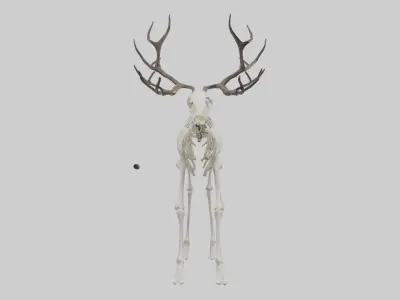 Caribou Skeleton model Low-poly 3D model