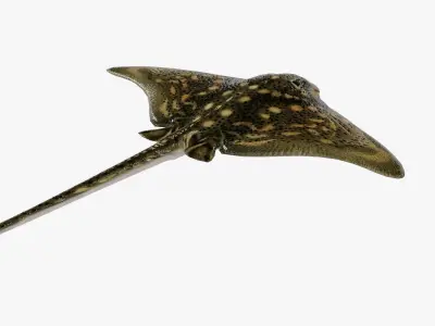 Manta Ray Low-poly 3D model