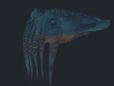Cuttlefish jellyfish Low-poly 3D model