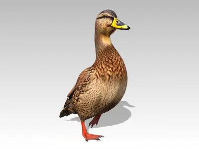 Mallard Duck Female Low-poly 3D model