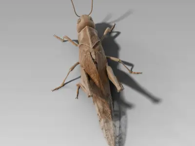Locust Grasshopper Low-poly 3D model