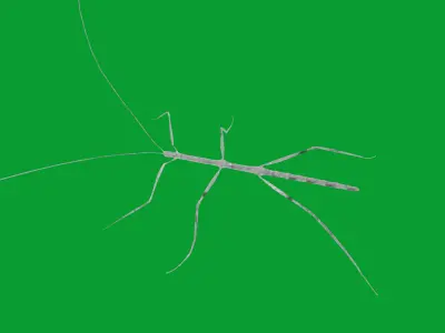 Giant Insect Stick Low-poly 3D model