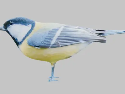 Titmouse 3D model