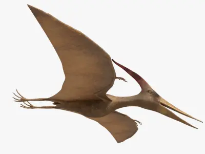 4K Realistic Pteranodon Low-poly 3D model