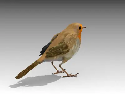 Robin Low-poly 3D model