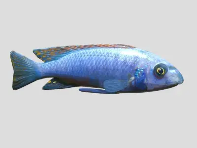 Labeotropheus Trewavasae Realistic Animated Low-poly 3D model