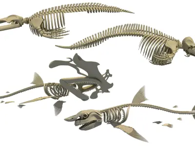 3D Sharks Skeletons 3D model