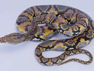 Reticulated Python Animated Free 3D model