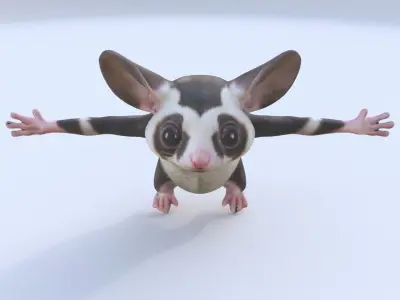 Sugar Glider 3D model