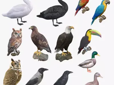 Birds Collection macaw perched on branch 3D model