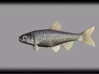 shinner minnow 3D model