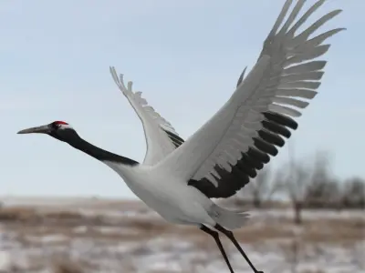 Grus Japonensis 'Red-crowned Crane' 3D model