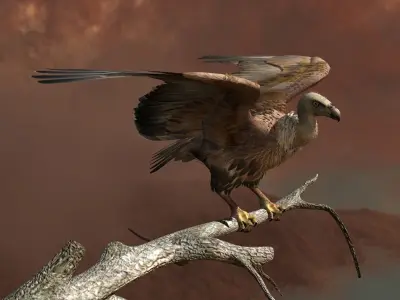 Griffon Vulture - rigged - animated 3D model