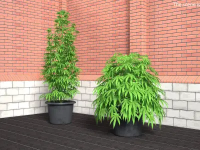 Marijuana Plant 3D model