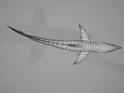 Mako Shark Low-poly 3D model