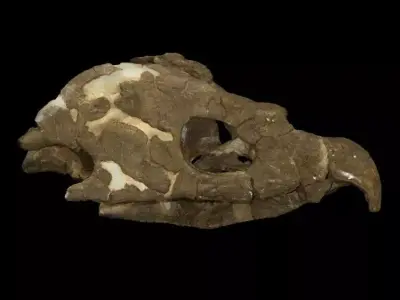 Archelon skull Free 3D print model