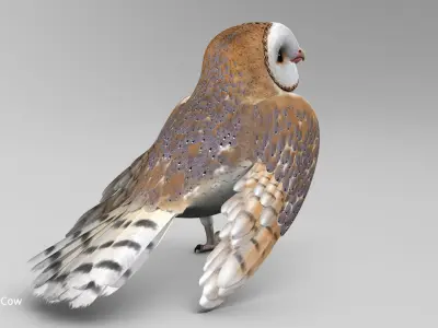 Barn Owl - Folded Wings 3D model