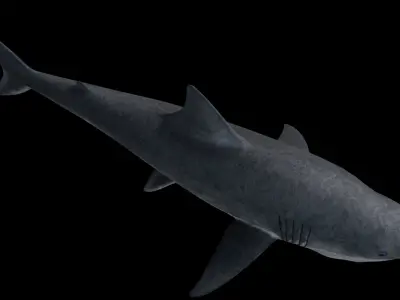 White Shark Low-poly 3D model