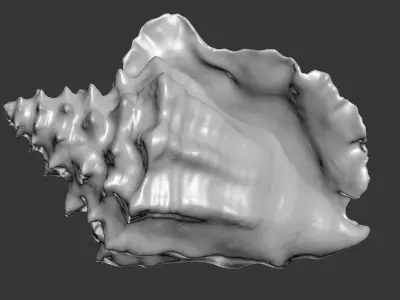 Shell Strombus 3D Model 3D model