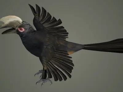 bird wildlife nature wild realistic animals feather hornbill  3D model
