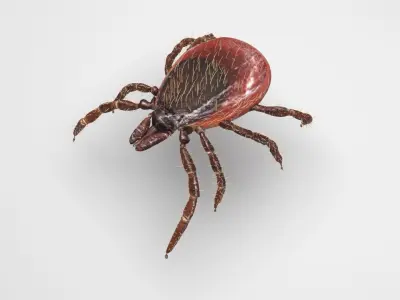 Tick Insect 3D model