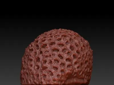 Sea Coral Scan 4 3D model