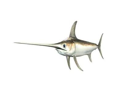 Swordfish Fish Xiphias Gladius 3D model