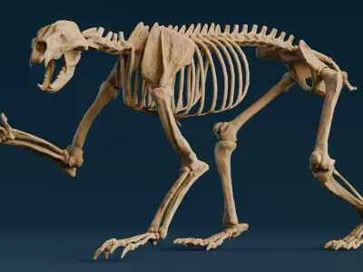Realistic Mammals Fossil - Short Faced Bear Low-poly 3D model