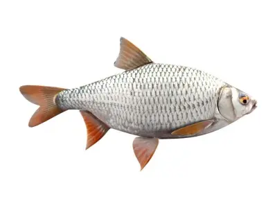 Common Roach Fish Rutilus Rutilus 3D model