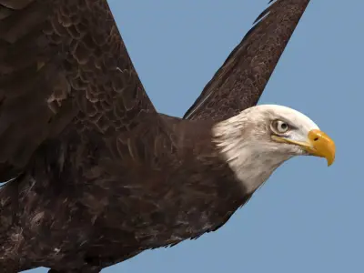 Pro Bald Eagle - 8k - 3d animated  3D model